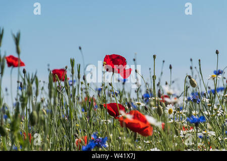 Wildflower meadow Banque D'Images