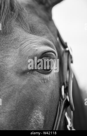 Photo noire et blanche d'un cheval dans un champ pendant l'été au Royaume-Uni, l'porte une bride en cuir. Banque D'Images