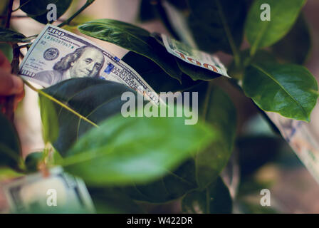 Arbre d'argent avec des dollars sur les feuilles en croissance Banque D'Images
