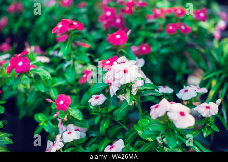 Contexte et la texture de l'Impatiens colorés (Impatiens walleriana) fleurs dans le jardin. Banque D'Images