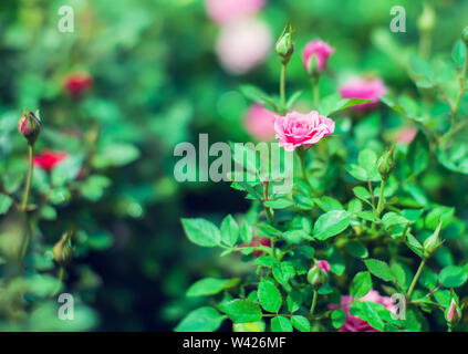 Cascade rouge rose miniatures produites Close up of red mini roses Banque D'Images