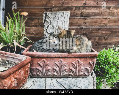 Deux chats se reposant dans un pot en terre cuite Banque D'Images