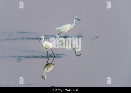 Paire d'aigrettes danser l'eau peu profonde avec des réflexions Banque D'Images
