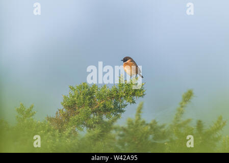 Stonechat, homme, Saxicola rubicola, perché sur un buisson d'ajoncs dans le brouillard. Banque D'Images