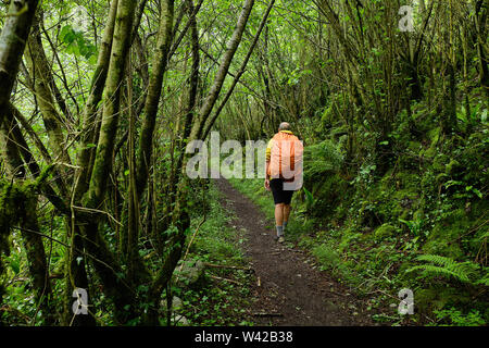 Male hiker avec sac à dos orange marche sur un chemin dans une épaisse forêt verte trail dans les Pyrénées Banque D'Images