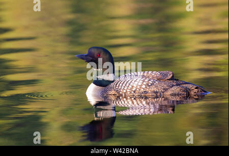 Plongeon huard (Gavia immer) nager sur un green reflective Lake en Ontario, Canada Banque D'Images