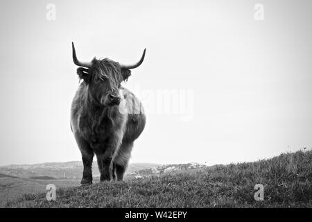 Vache Highland, Scotland Banque D'Images