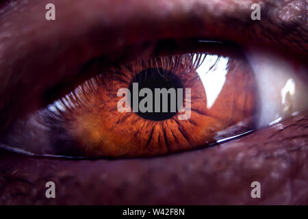 Macro image des droits de l'œil brun. Close-up plus de détails Banque D'Images