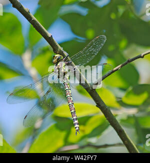 Libellule, le Sud, Hawker, Aeshna cyanea, Banque D'Images