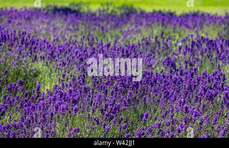 Des fleurs de lavande, vue rapprochée d'un champ de lavande au printemps en fleurs Banque D'Images