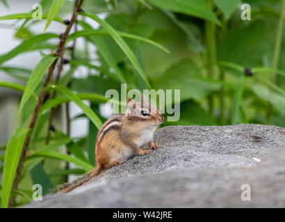 Chipmunk dans un jardin sur un rocher Banque D'Images