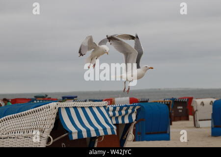 Deux mouettes à partir d'une chaise de plage, Borkum Banque D'Images