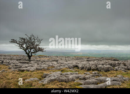 Un old weathered seul arbre de plus en plus parmi un lapiez à Ingleton Yorkshire Dales England UK Europe. Banque D'Images