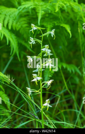 Platanthère à fleurs Banque D'Images