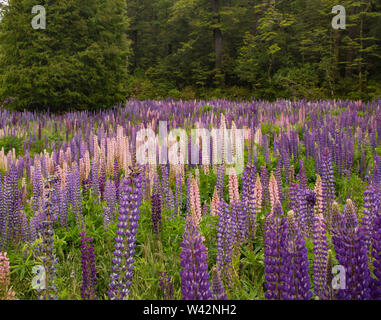 Fabaceae fleurs lupin en fleurs au bord du chemin sur la voie à Milford Sound, Nouvelle Zélande Banque D'Images