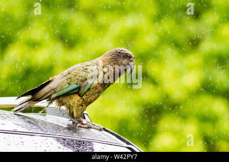 Tagged parrot montagne Nestor notabilis Kea sur le toit d'une voiture un jour de pluie à l'île du Sud, Nouvelle-Zélande Banque D'Images