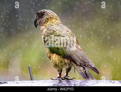 Tagged parrot montagne Nestor notabilis Kea sur le toit d'une voiture un jour de pluie à l'île du Sud, Nouvelle-Zélande Banque D'Images