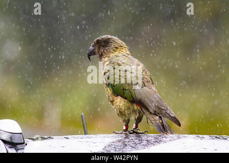 Tagged parrot montagne Nestor notabilis Kea sur le toit d'une voiture un jour de pluie à l'île du Sud, Nouvelle-Zélande Banque D'Images