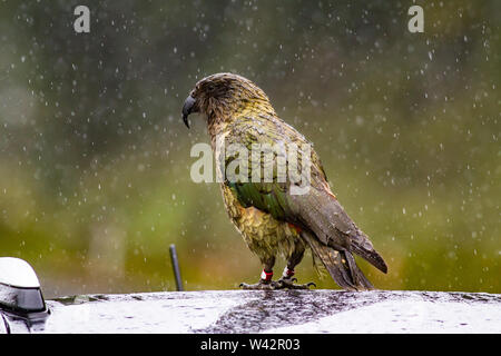 Tagged parrot montagne Nestor notabilis Kea sur le toit d'une voiture un jour de pluie à l'île du Sud, Nouvelle-Zélande Banque D'Images