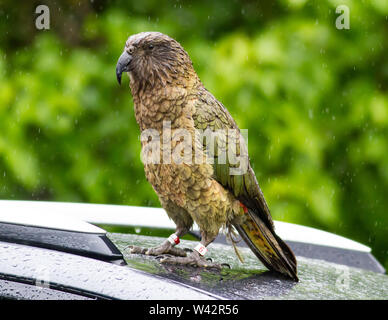 Tagged parrot montagne Nestor notabilis Kea sur le toit d'une voiture un jour de pluie à l'île du Sud, Nouvelle-Zélande Banque D'Images