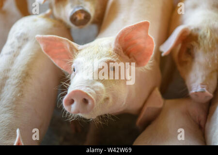 Groupe de cochon qui a l'air en bonne santé dans l'ANASE local ferme porcine à l'élevage. Le concept de l'agriculture propre et uniforme sans maladies locales ou condition Banque D'Images