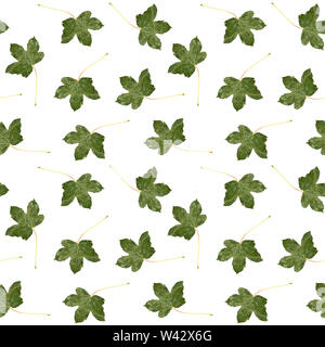 Modèle d'une feuille verte sur fond blanc. Banque D'Images