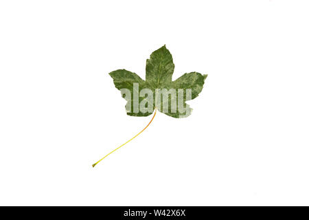 La feuille tombée vert isolé sur fond blanc. Banque D'Images