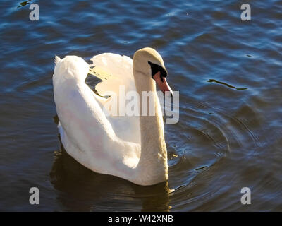 White Cygne muet, sur Rhin, dans soleil de l'après-midi, Bingen am Rhein, Allemagne Banque D'Images