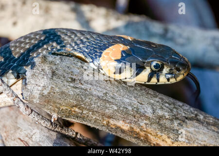 Serpent plage sur une belle journée d'été Banque D'Images