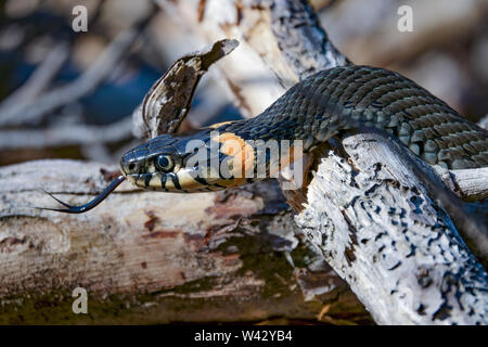 Serpent plage sur une belle journée d'été Banque D'Images