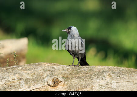 Une eurasienne jackdaw close up Banque D'Images