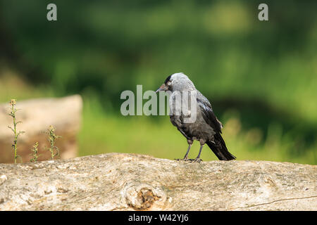 Une eurasienne jackdaw close up Banque D'Images