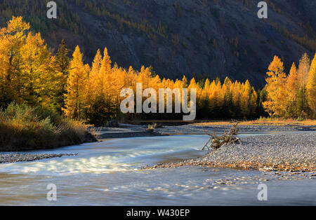 Journée ensoleillée dans la forêt d'automne. Vue sur rivière Chuya et mélèzes. République de l'Altaï. Fédération de Russie. Une longue exposition photo. Banque D'Images