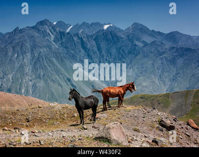 Trois chevaux sauvages restent en face de montagnes. Montagnes du Caucase. L'Est de la Géorgie Banque D'Images