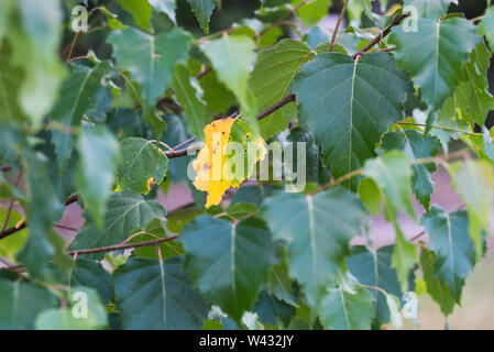 Feuilles de bouleau jaune et vert on twig Banque D'Images