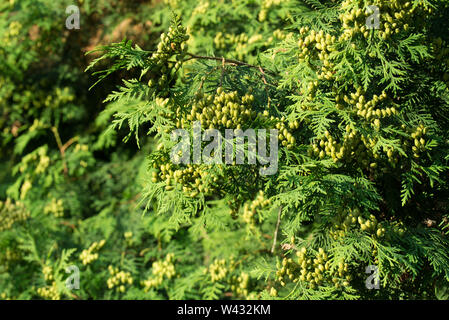 Thuja feuilles et cônes immatures macro Banque D'Images