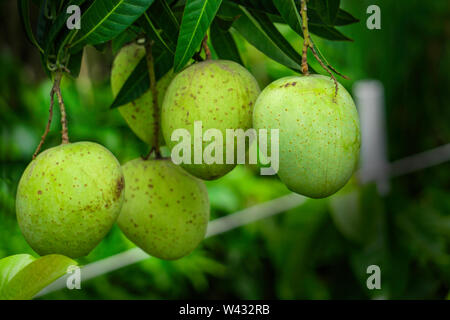 Green & Yellow King Size Bangladesh Himsagar Croissance mango mango cachemire. Arbre à fruits Mangues suspendu à des branches dans un jardin. Focus sélectif. Banque D'Images