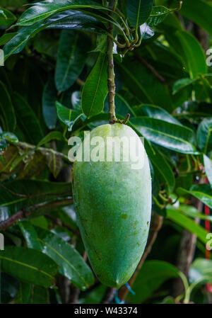 King Size vert Maldaha bangladais, Mango Mango obtient de nouveaux Chapainawabganj Banque D'Images