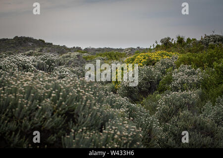 Parc National d'Agulhas protège l'habitat de fynbos et offre des sentiers de randonnée et de la plage, près du cap Agulhas, Western Cape, Afrique du Sud. Banque D'Images