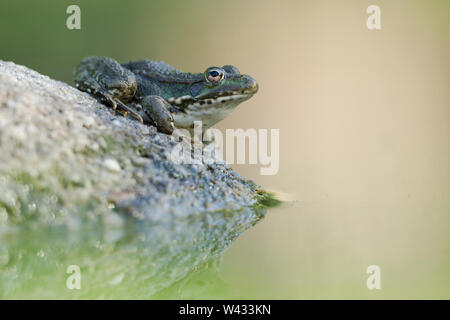 Grenouille comestible, nom latin Pelophylax kl. esculentus, c'est une grenouille commune européenne, également connu sous le nom de la grenouille d'eau courante ou la grenouille verte. Il est utilisé pour foo Banque D'Images