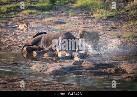 Le cadavre d'un éléphant, Loxodonta africana, est assez pour partager entre une troupe de lions, Panthera leo, et affamés, les crocodiles du Nil Crocodylus néant Banque D'Images