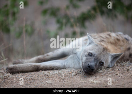 Une hyène tachetée, Crocuta crocuta, repose dans la région près de poussière Shingwedzi, Kruger National Park, Limpopo, Afrique du Sud. Banque D'Images