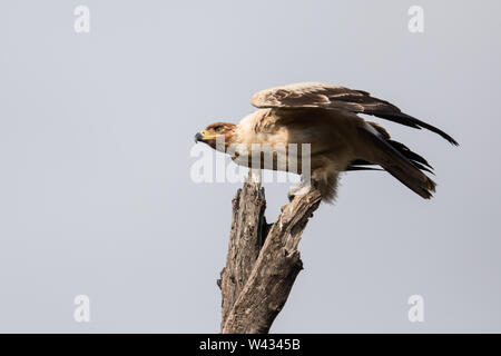 Les formes de couleur blanche, brune comme Wahlbergs Steppe, fauve, et la rendre difficile l'identification. Cet aigle, Aquila rapax, dispose d'un capuchon sombre Banque D'Images