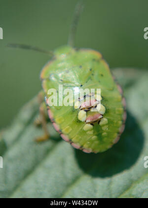 Close up of southern green stink bug Banque D'Images