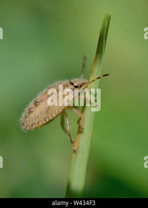 Hairy shieldbug (Dolycoris baccarum mi nymphe), close up Banque D'Images