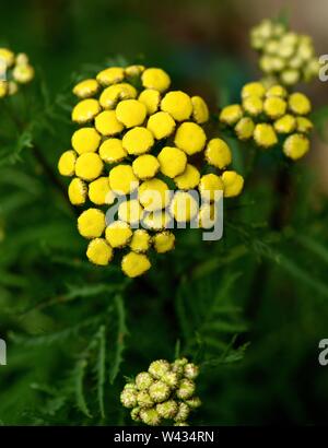 Libre de jeunes fleurs dans un capitule de Tansy. Banque D'Images