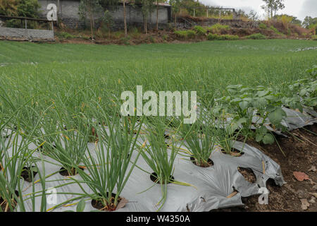 Champ d'oignons en zone de montagne sur l'île de Bali. Semis recouverts d'une feuille noire. L'agriculture traditionnelle sans la chimie et des pesticides. Les jeunes plantes. Banque D'Images