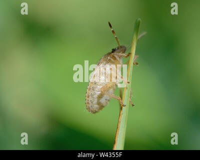 Hairy shieldbug (Dolycoris baccarum mi nymphe), close up Banque D'Images