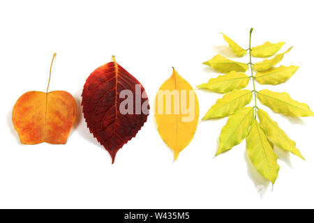 Divers types d'automne feuilles isolées sur fond blanc Banque D'Images