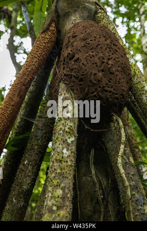 Termitière dans la jungle sur les rives de la rivière Tambopata, Amazonie, Pérou, Amérique du Sud Banque D'Images